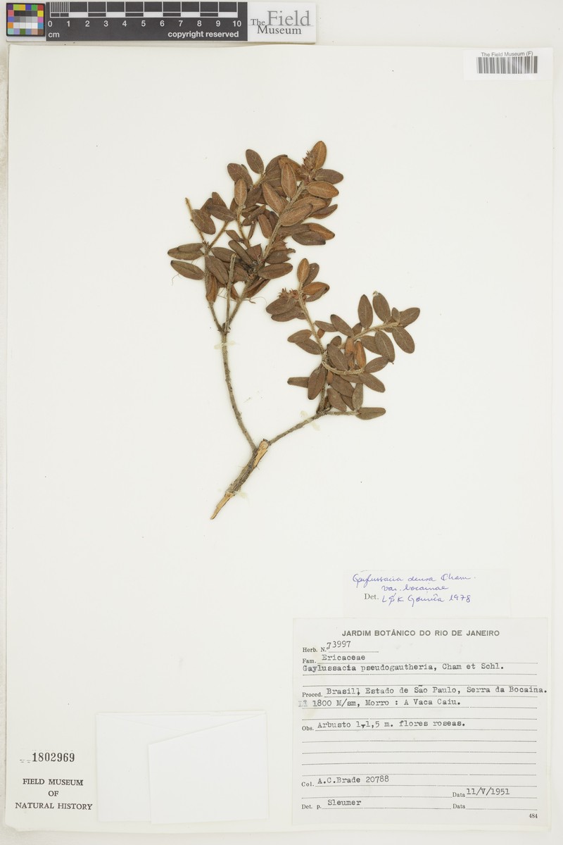 Gaylussacia densa var. bocainae photo 2