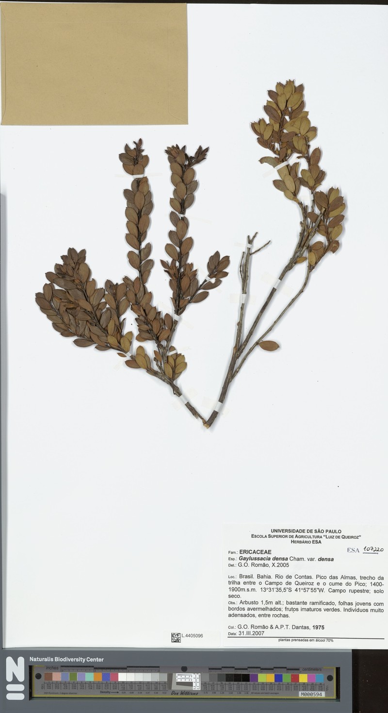 Gaylussacia densa var. densa