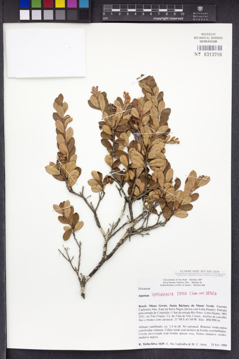 Gaylussacia densa var. densa photo 2
