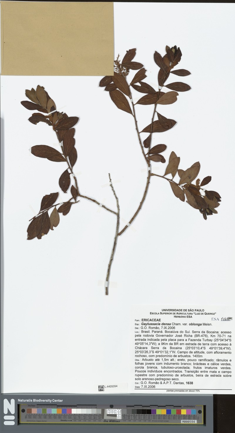 Gaylussacia densa var. oblonga