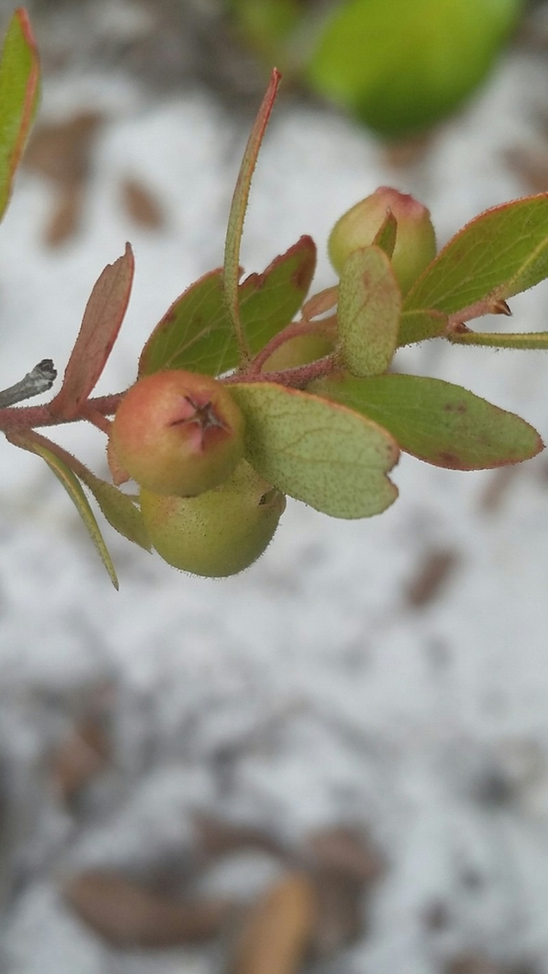 Dwarf Huckleberry