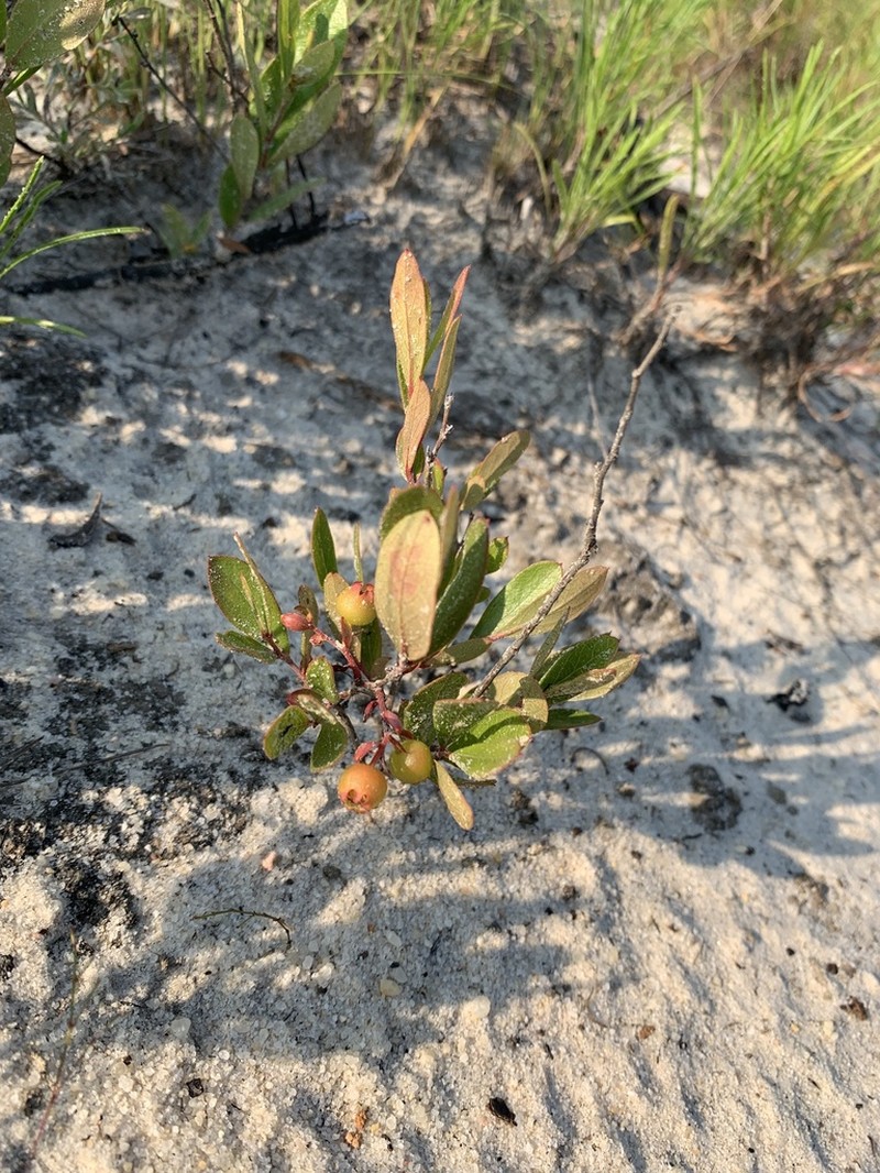 Dwarf Huckleberry photo 2