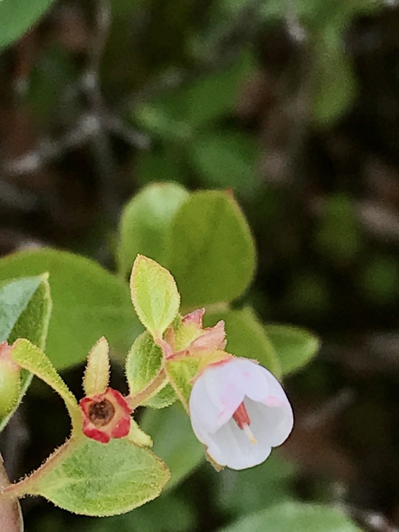 Dwarf Huckleberry photo 3