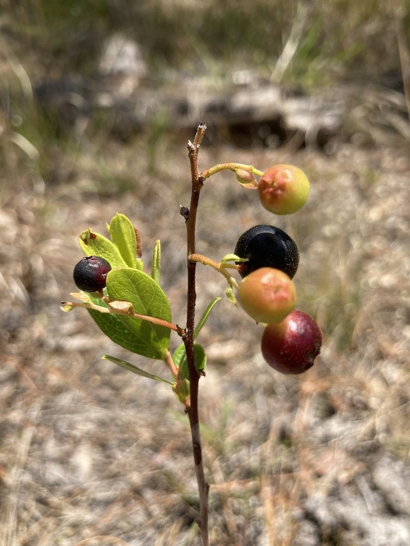 Dwarf Huckleberry photo 4