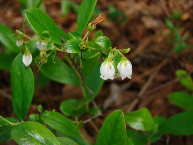 Dwarf Huckleberry photo 5