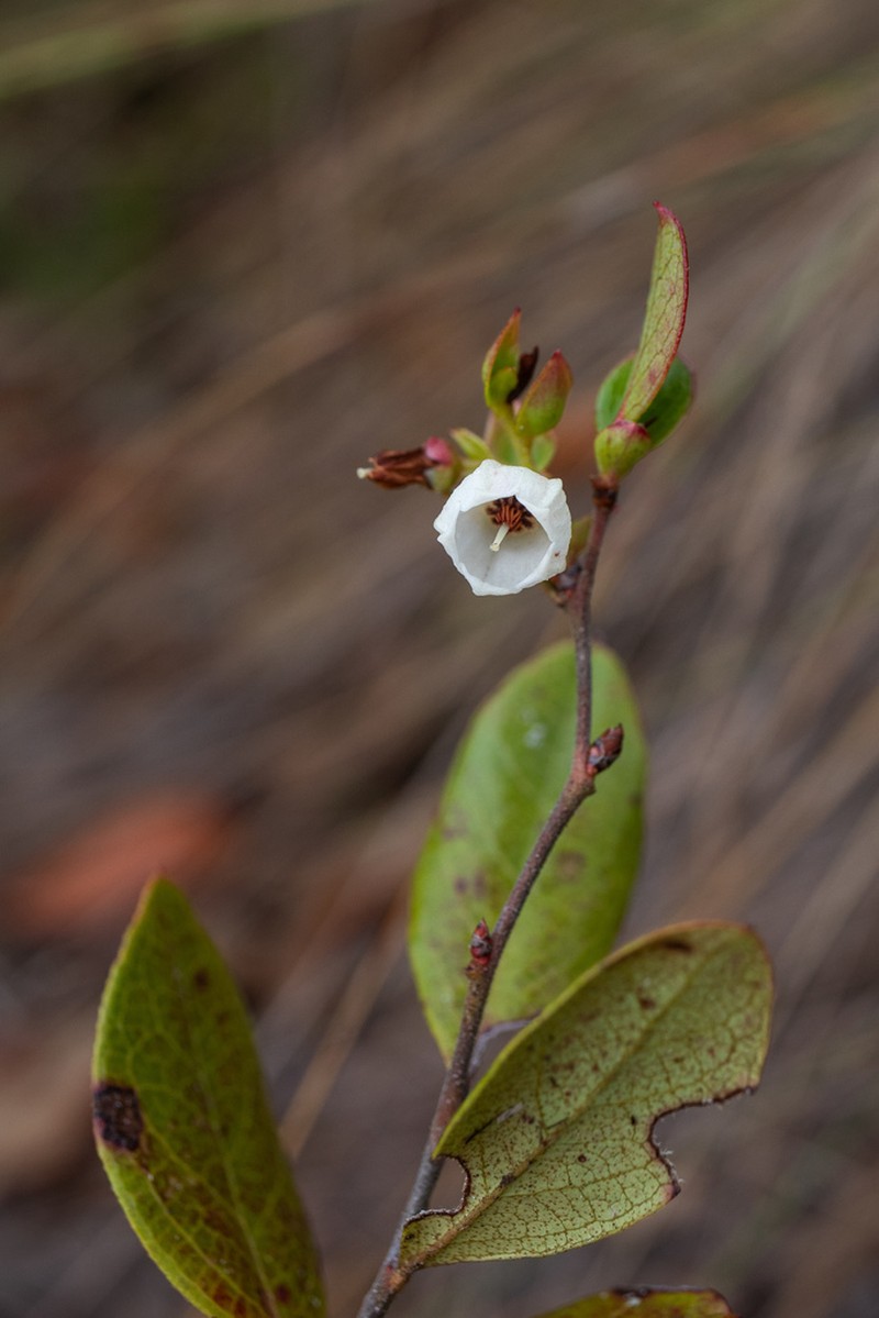 Dwarf Huckleberry photo 6