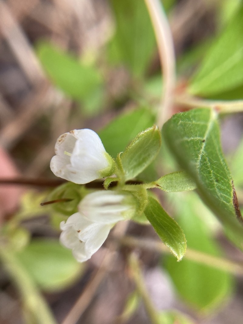 Dwarf Huckleberry photo 7