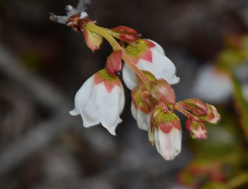 Dwarf Huckleberry photo 8