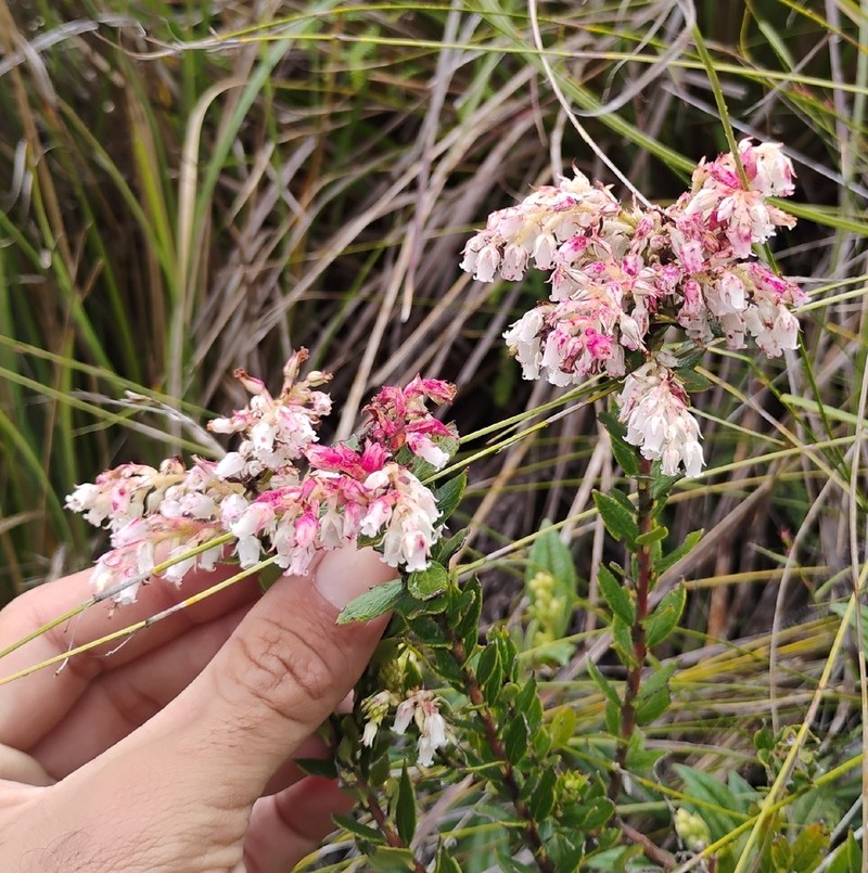 Gaylussacia fasciculata