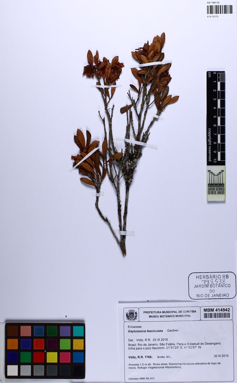 Gaylussacia fasciculata photo 2