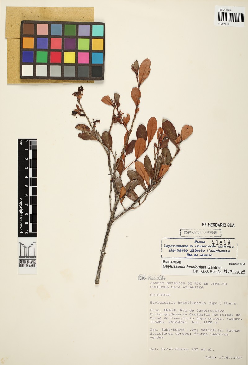 Gaylussacia fasciculata photo 3