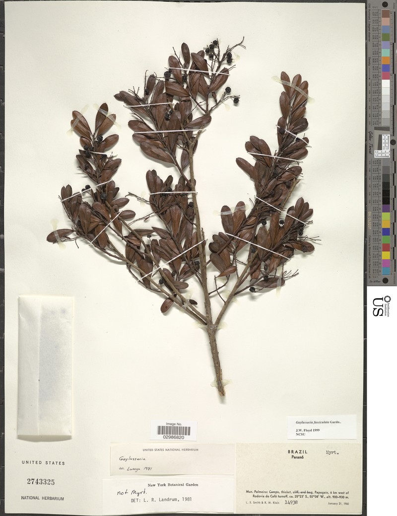 Gaylussacia fasciculata photo 4