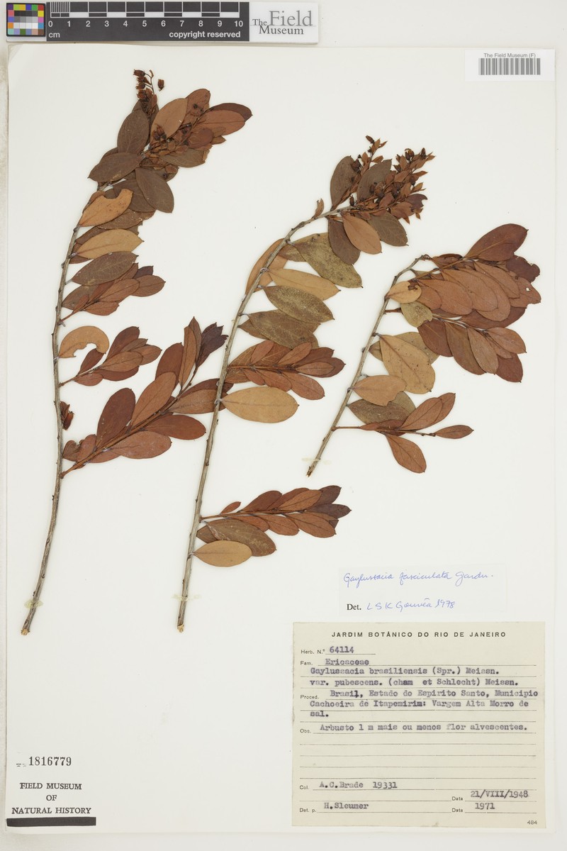 Gaylussacia fasciculata photo 5