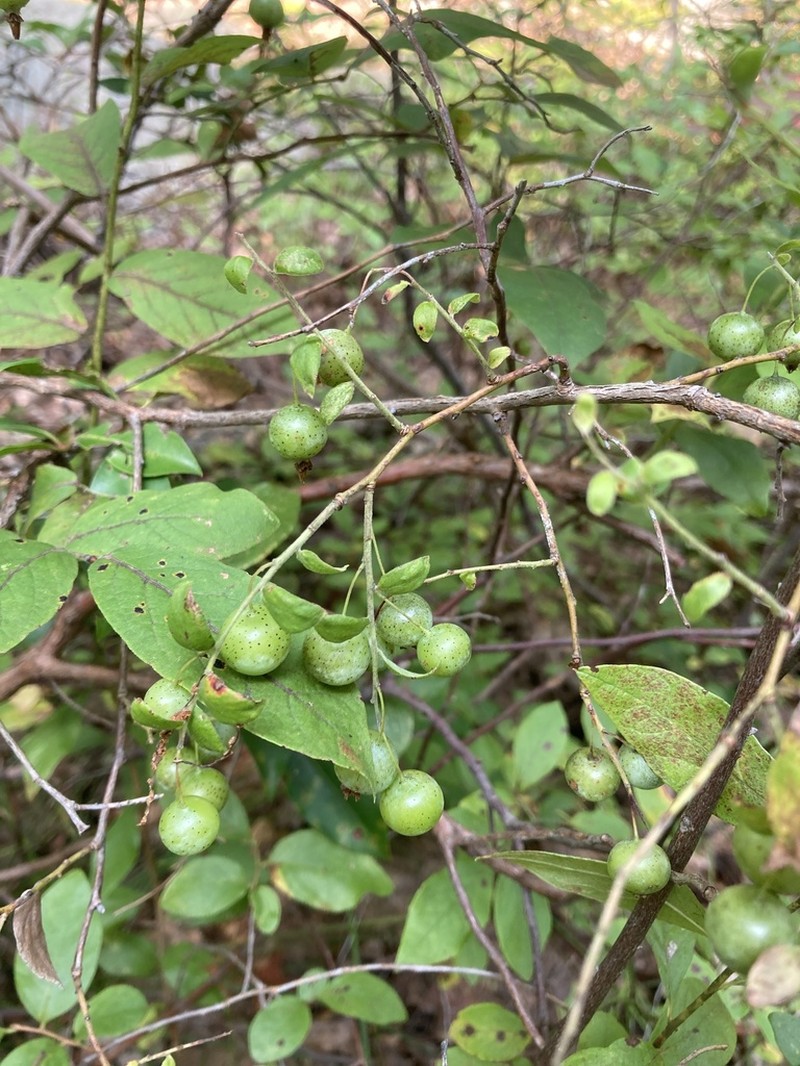 Blue Huckleberry