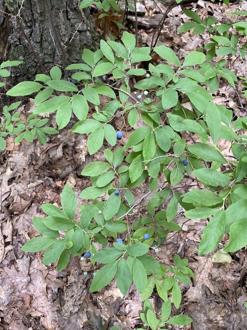 Blue Huckleberry photo 2