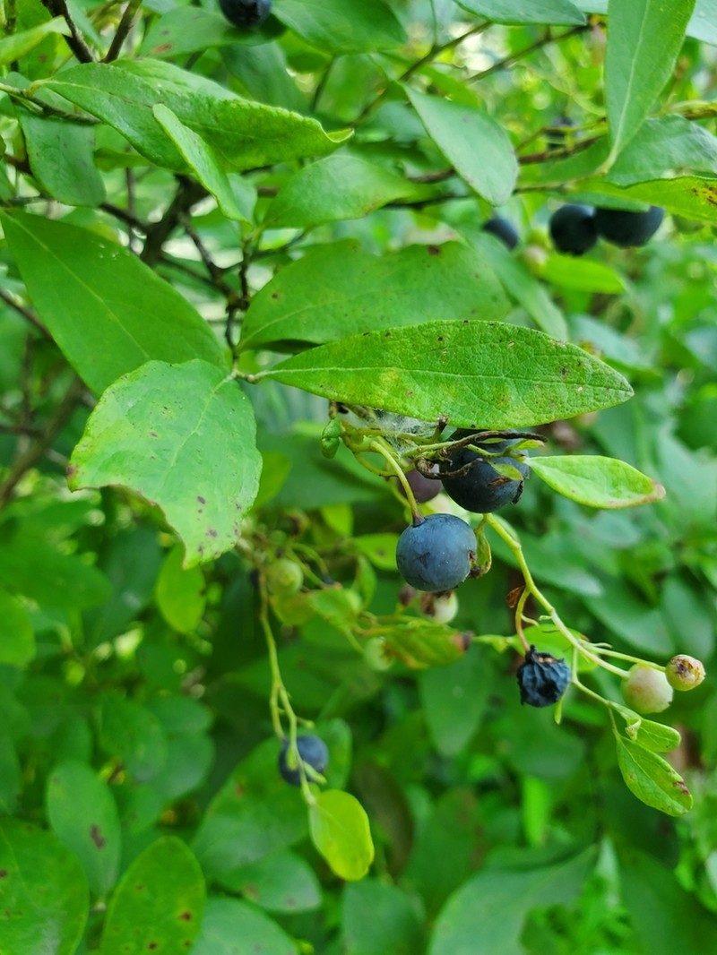Blue Huckleberry photo 3