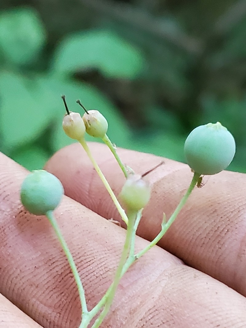 Blue Huckleberry photo 4