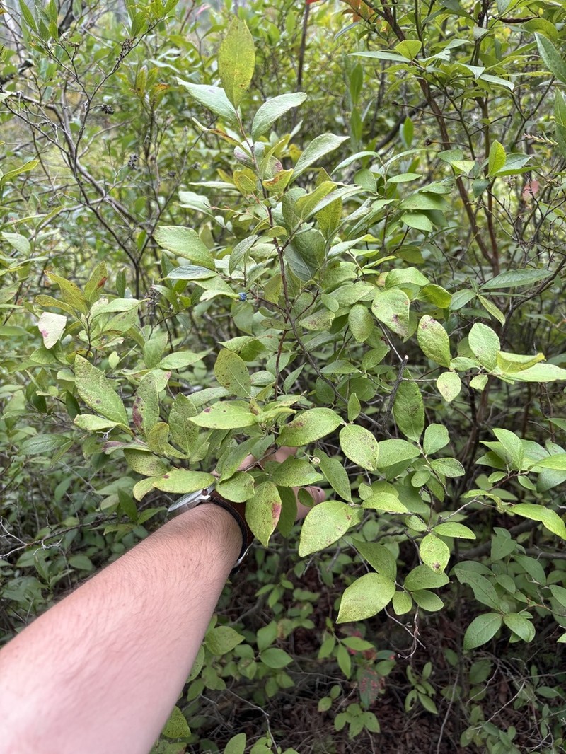 Blue Huckleberry photo 5