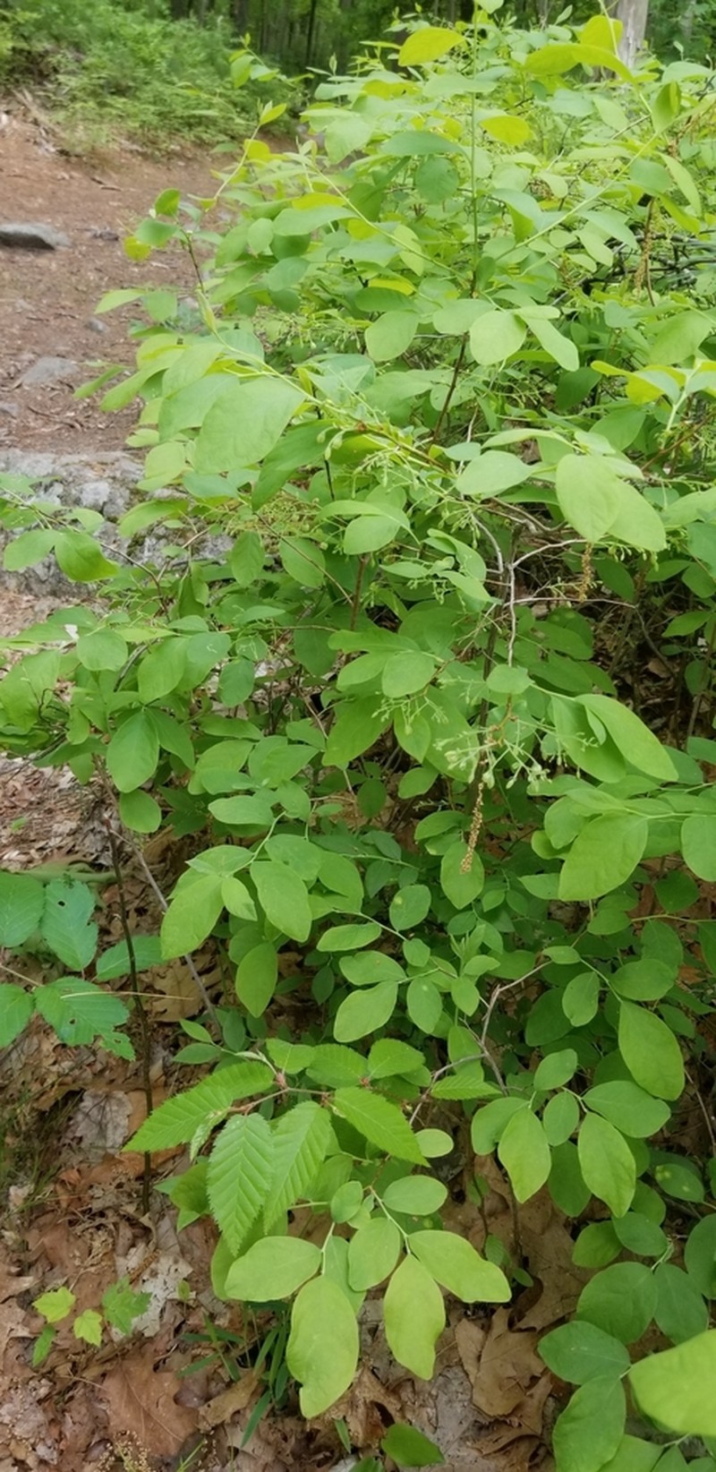 Blue Huckleberry photo 6