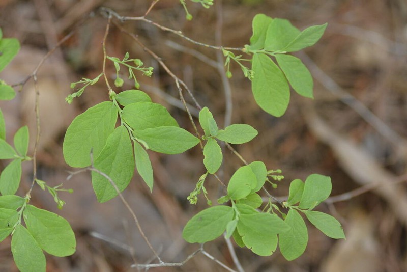 Blue Huckleberry photo 7