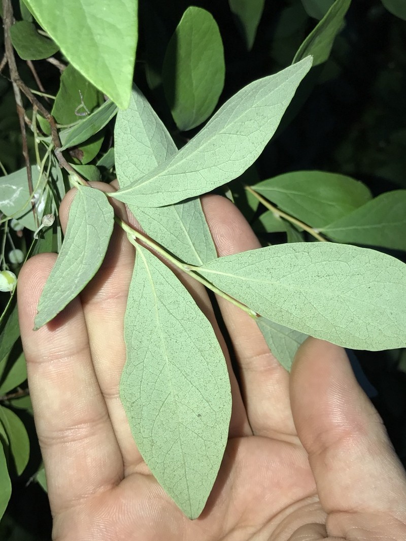 Blue Huckleberry photo 8