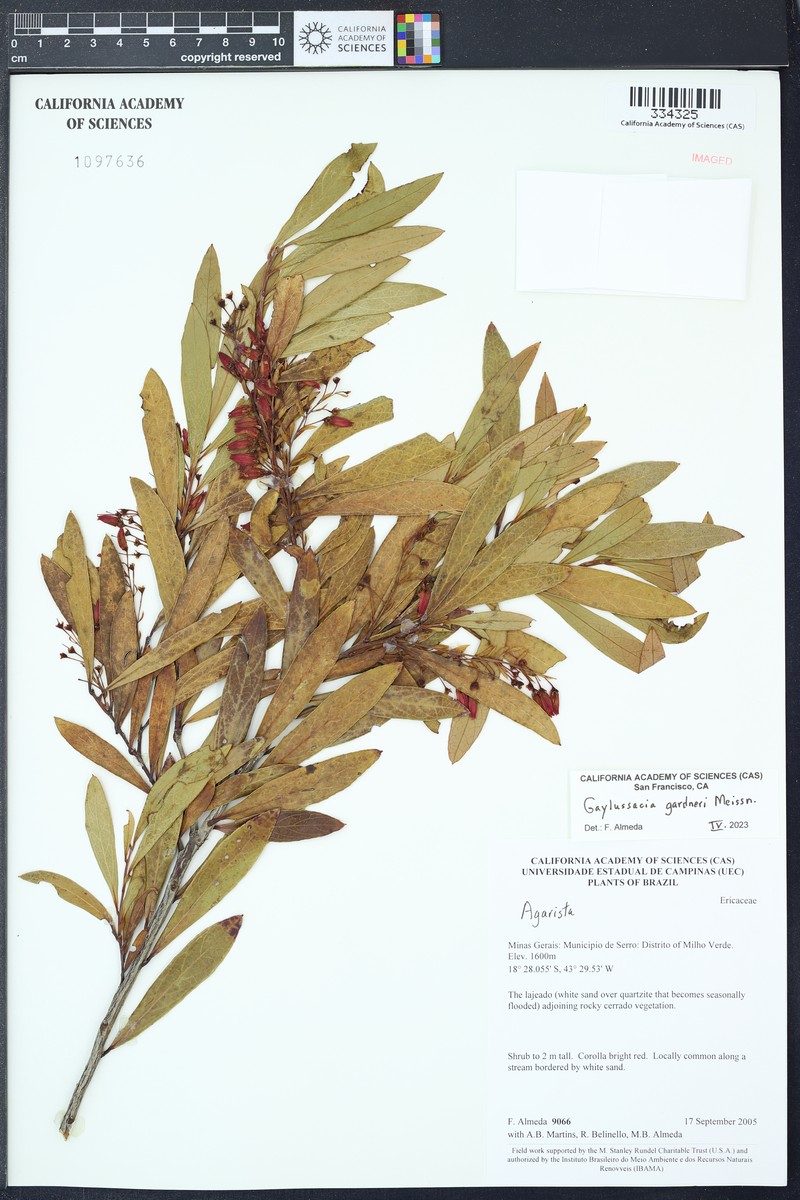 Gaylussacia gardneri