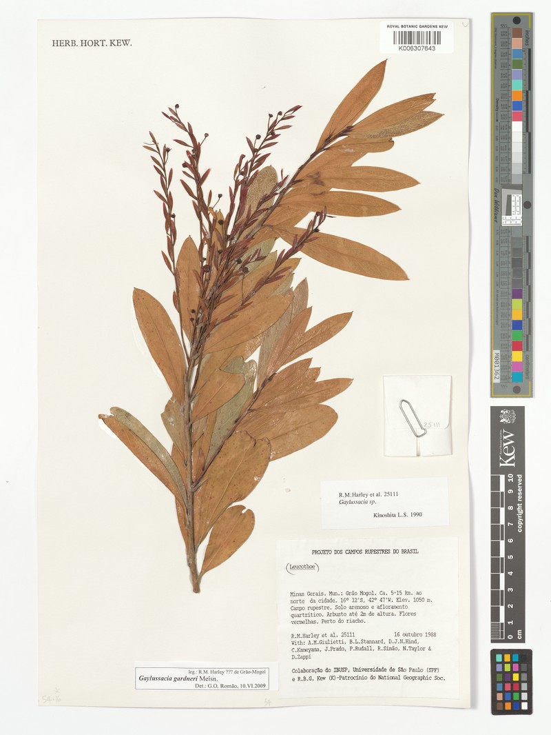 Gaylussacia gardneri photo 2