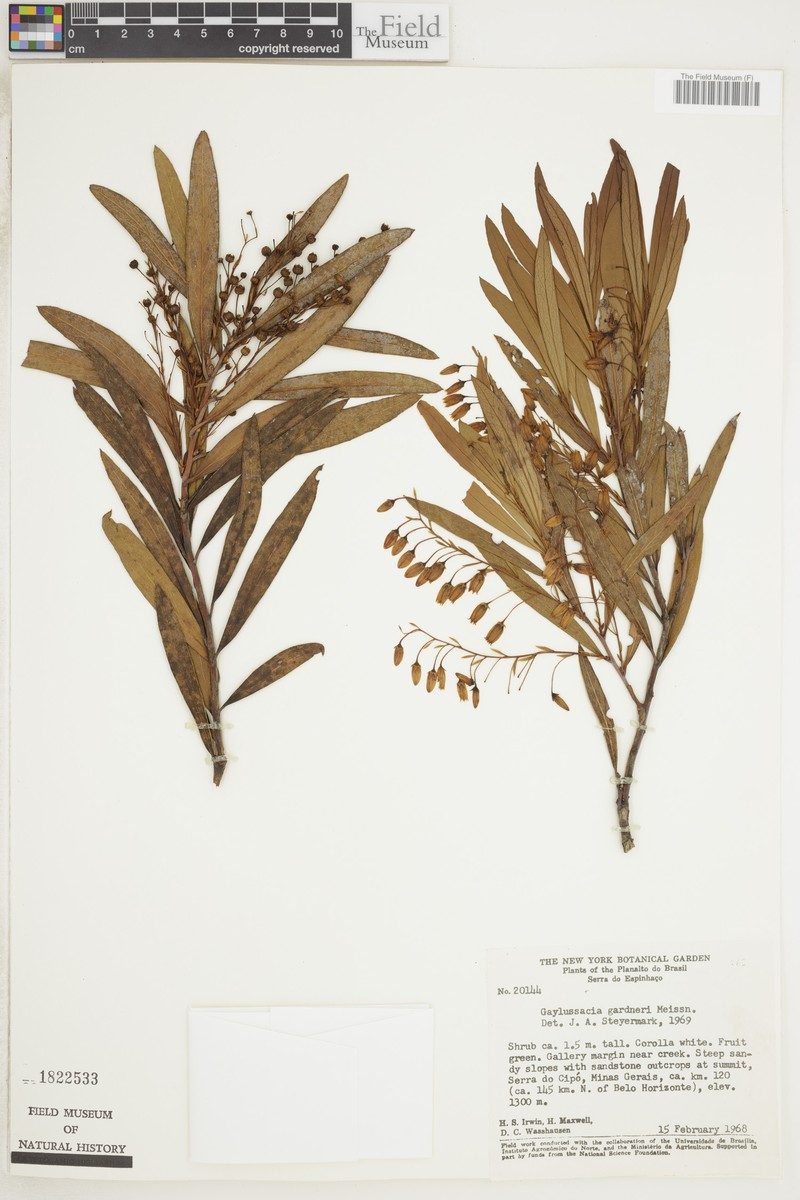 Gaylussacia gardneri photo 3