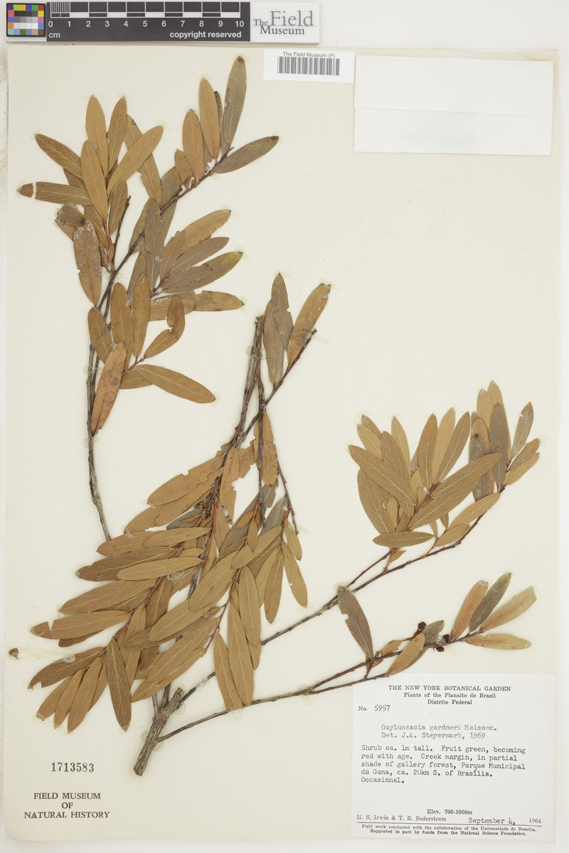 Gaylussacia gardneri photo 4