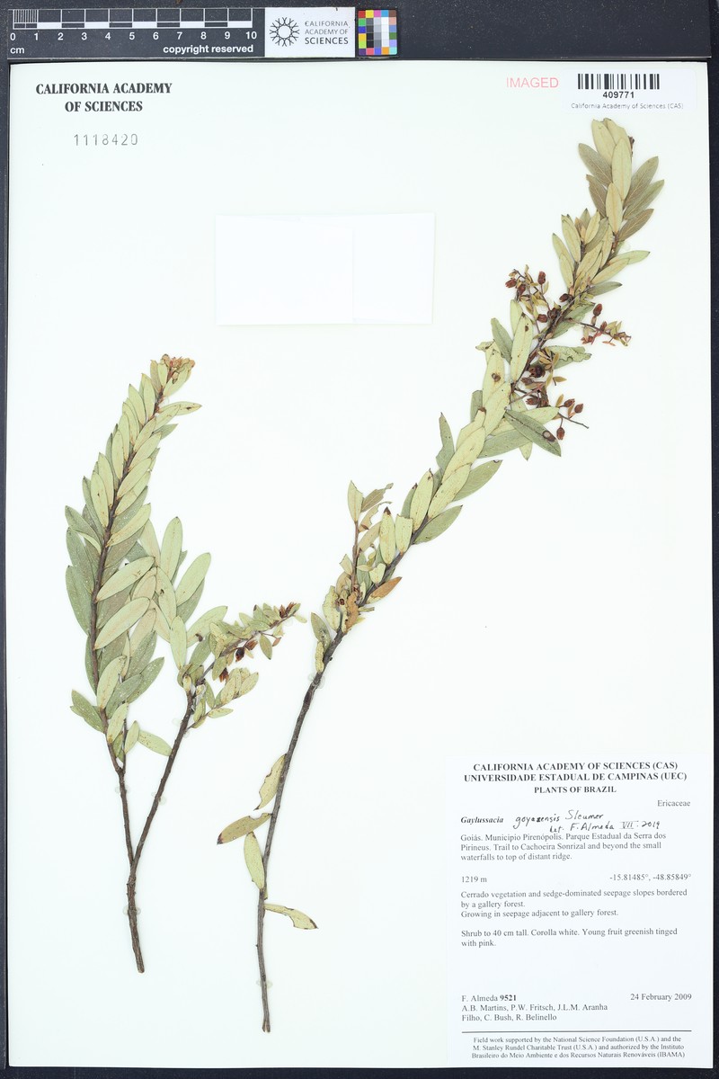 Gaylussacia goyazensis