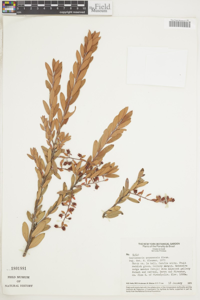 Gaylussacia goyazensis photo 2