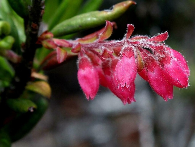 Gaylussacia harleyi