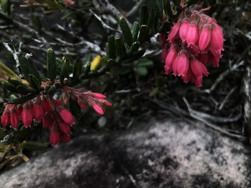 Gaylussacia harleyi photo 2