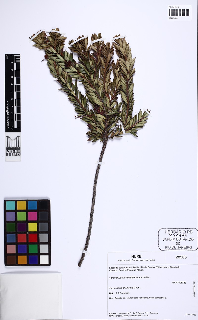 Gaylussacia incana