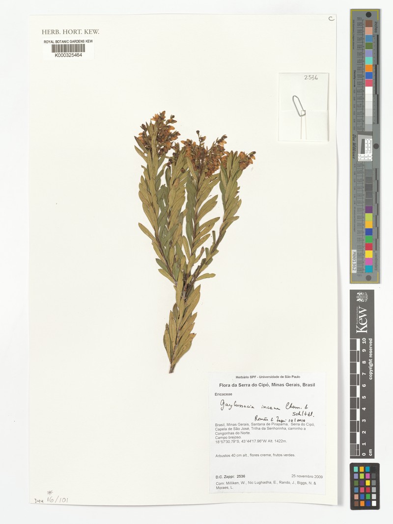 Gaylussacia incana photo 2