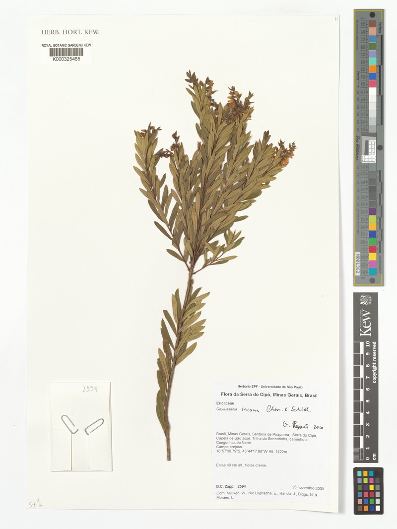 Gaylussacia incana photo 3