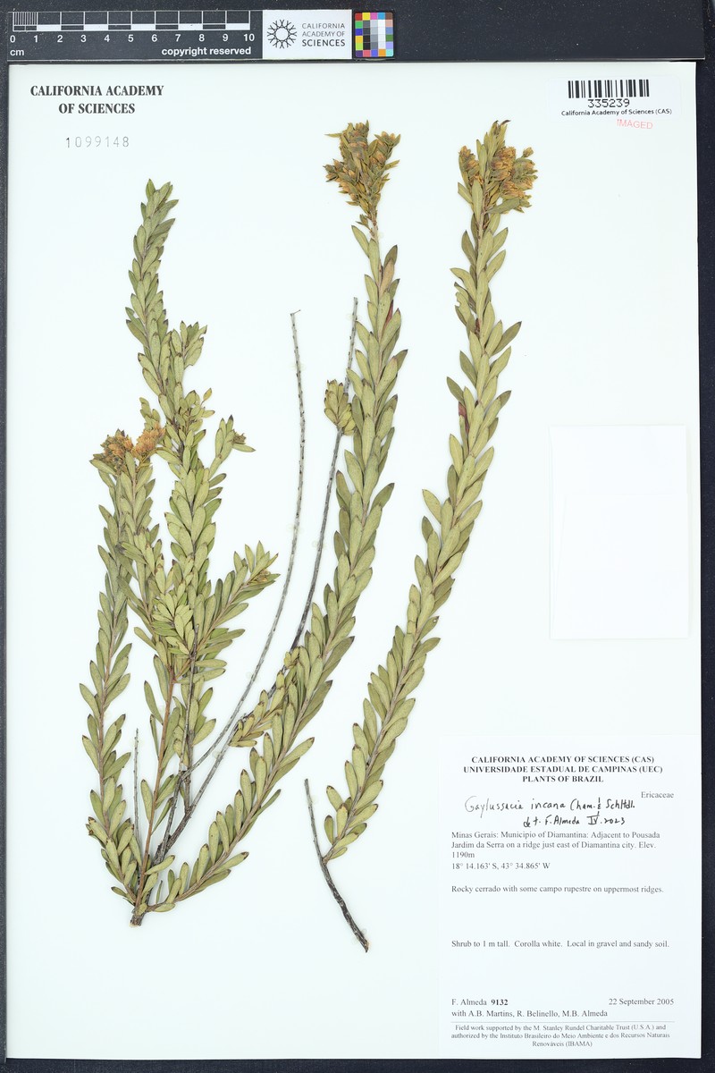Gaylussacia incana photo 4