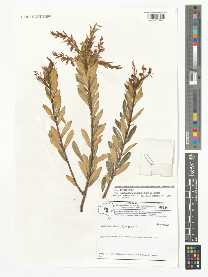 Gaylussacia incana photo 5