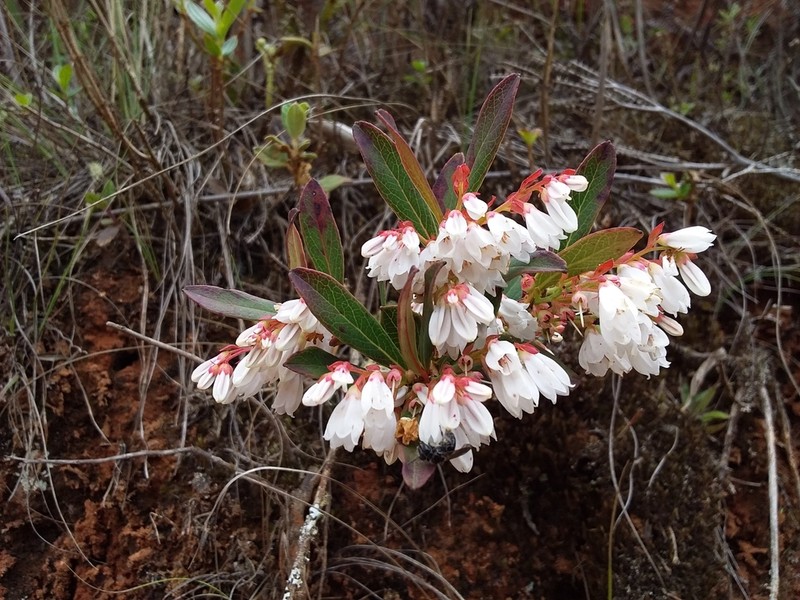 Gaylussacia jordanensis