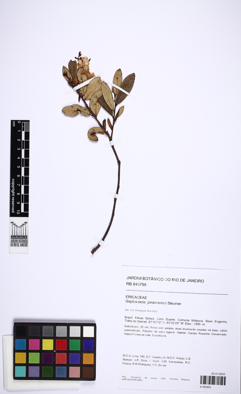 Gaylussacia jordanensis photo 2