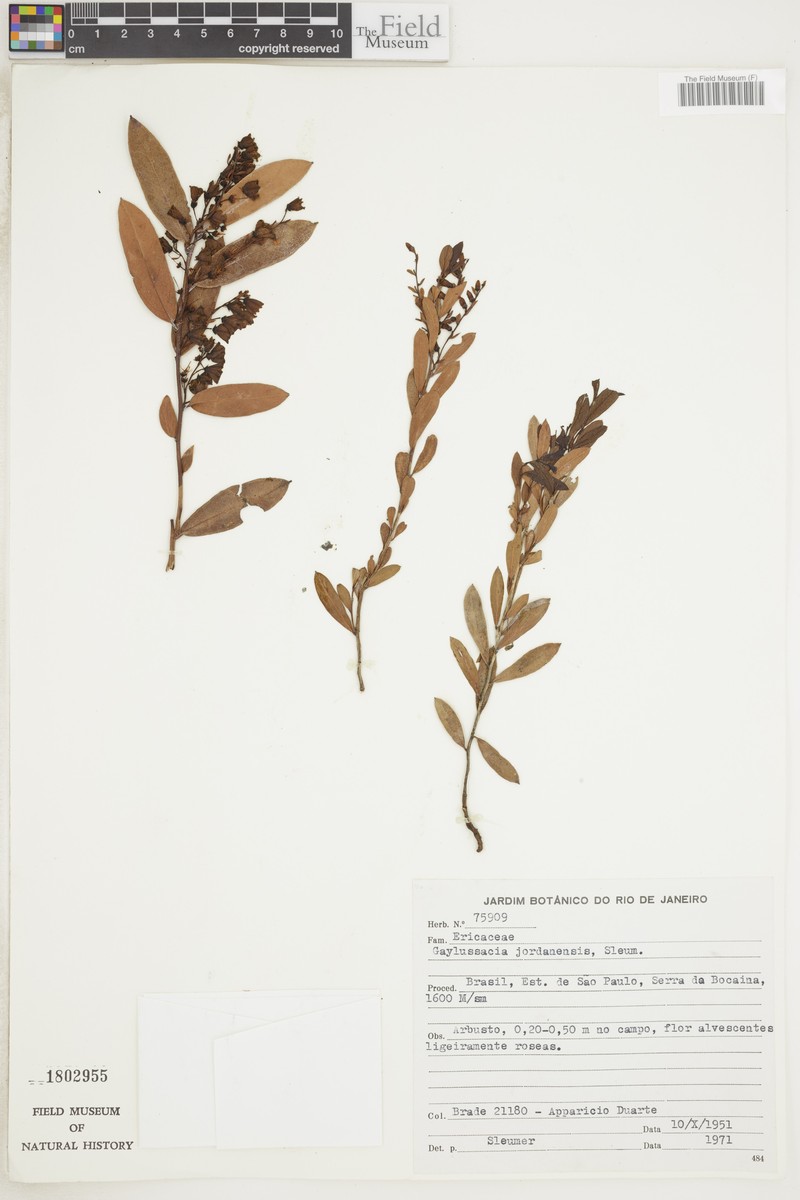 Gaylussacia jordanensis photo 3