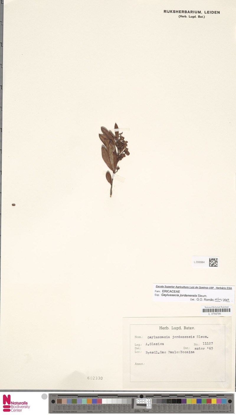 Gaylussacia jordanensis photo 4