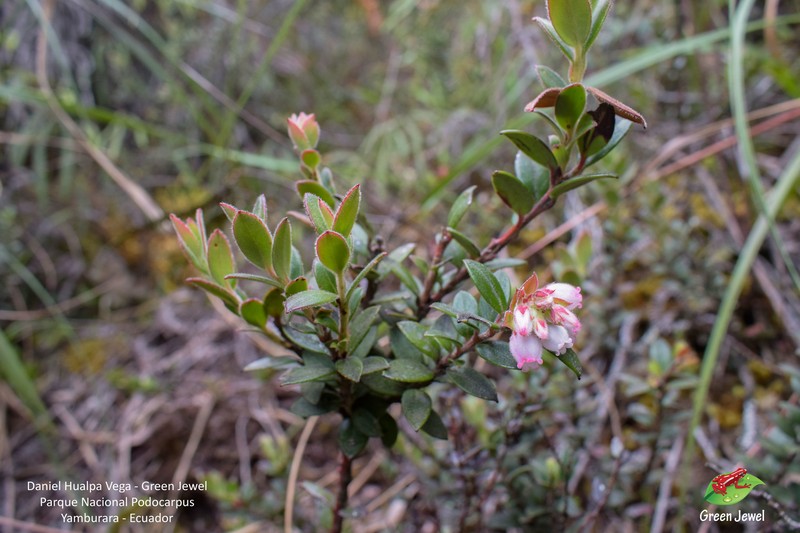 Gaylussacia loxensis photo 2