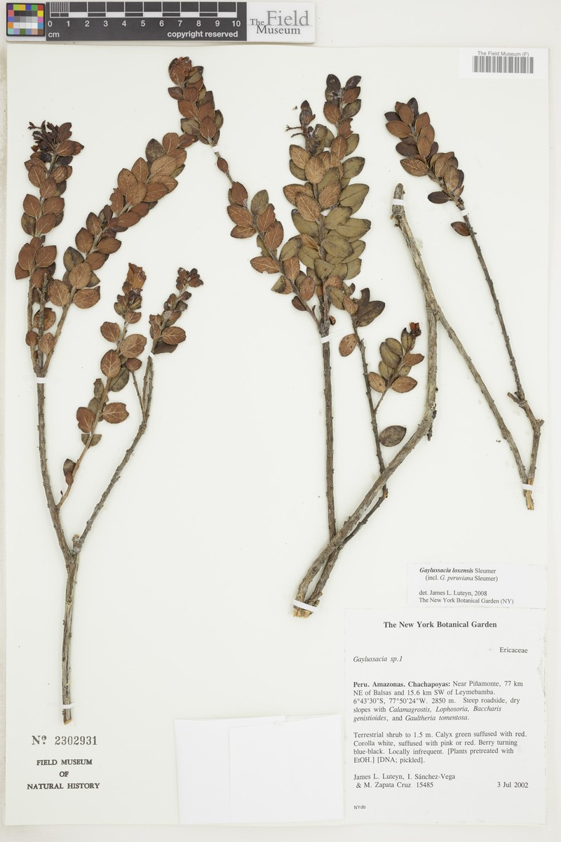 Gaylussacia loxensis photo 3