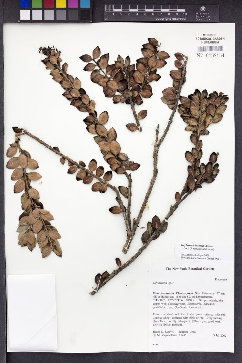 Gaylussacia loxensis photo 4