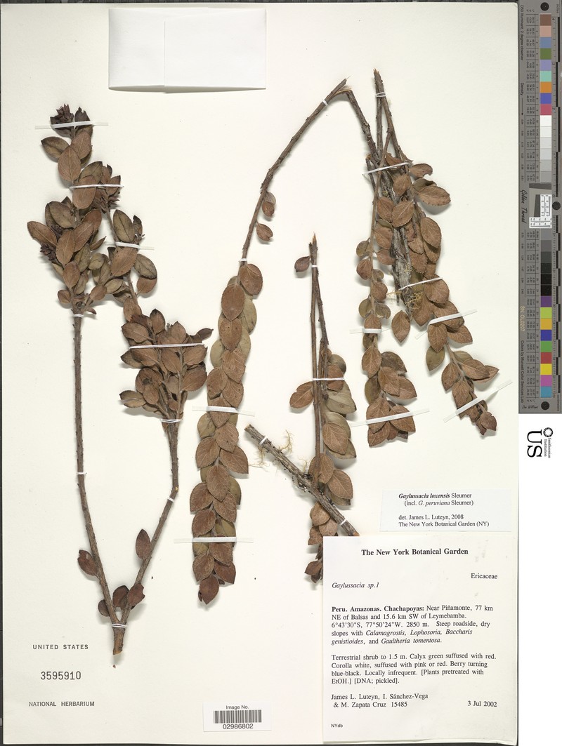 Gaylussacia loxensis photo 5