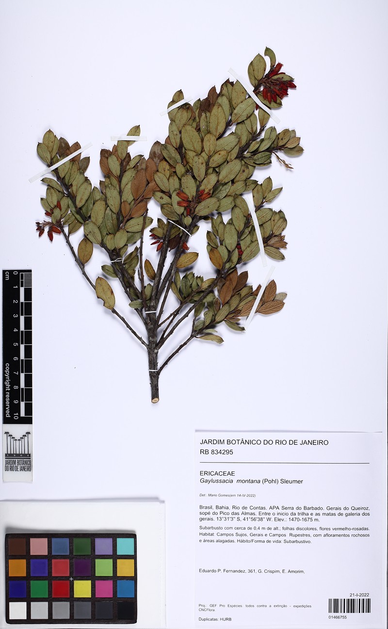 Gaylussacia montana