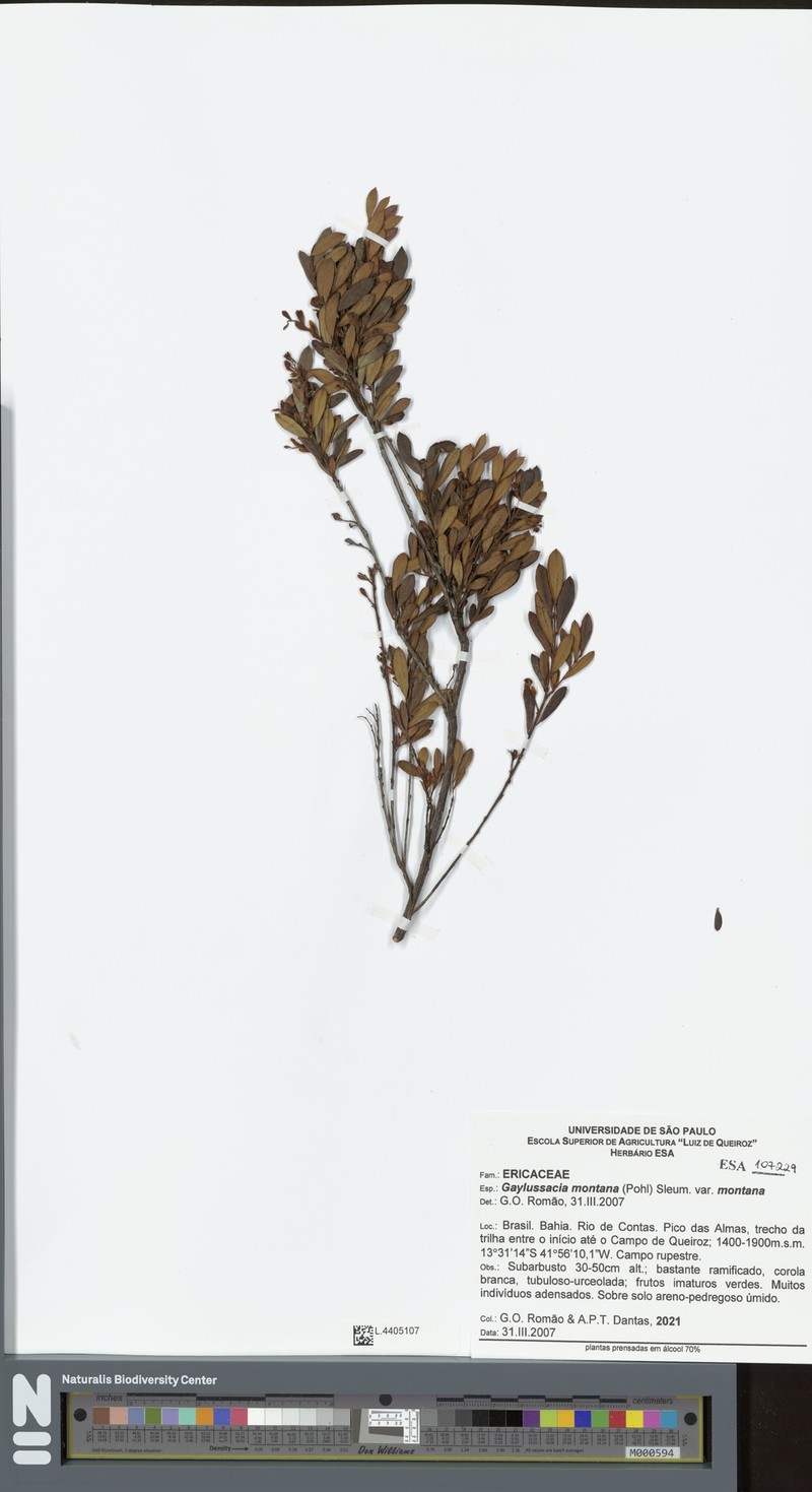 Gaylussacia montana photo 4