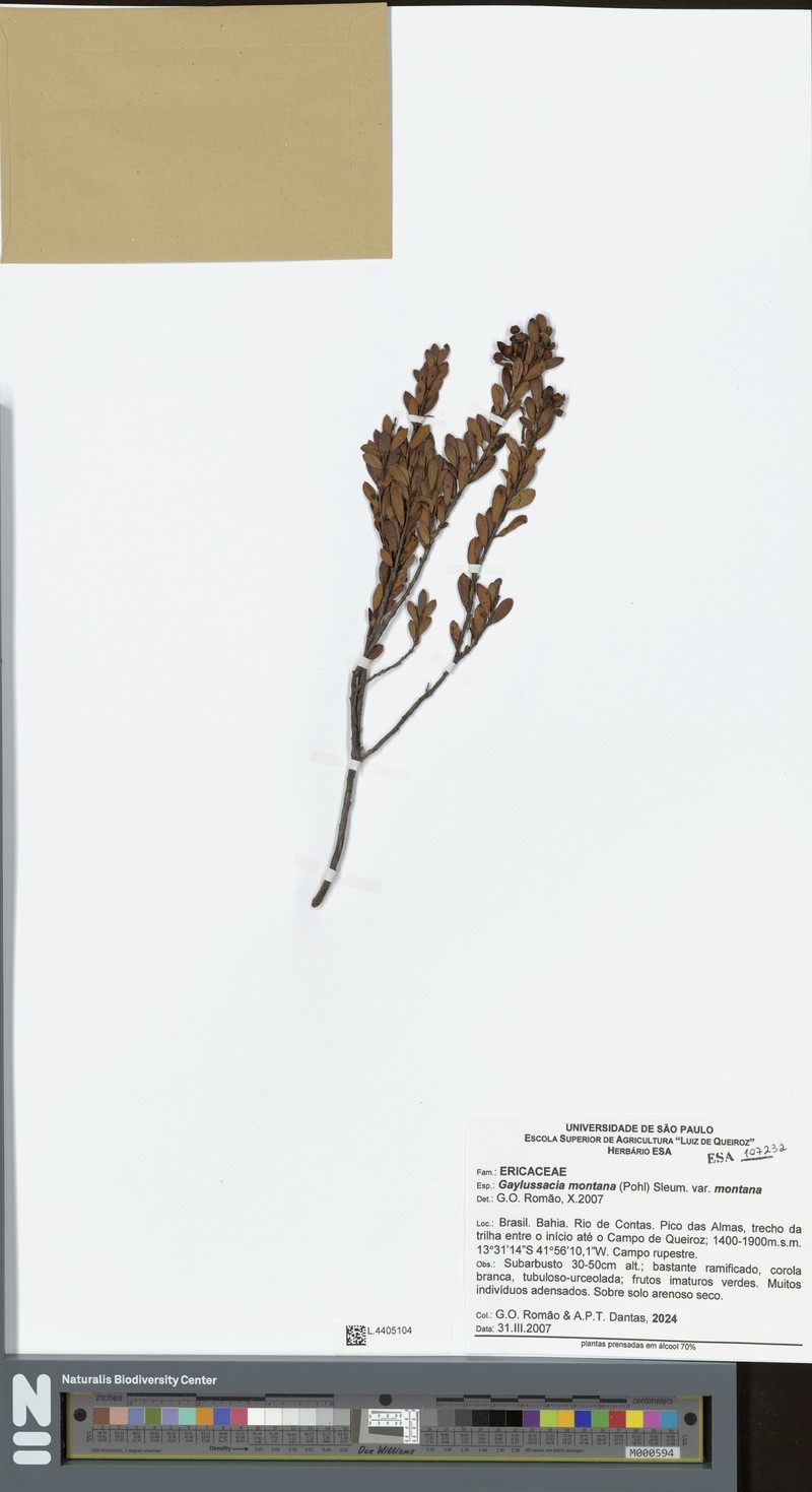 Gaylussacia montana photo 5