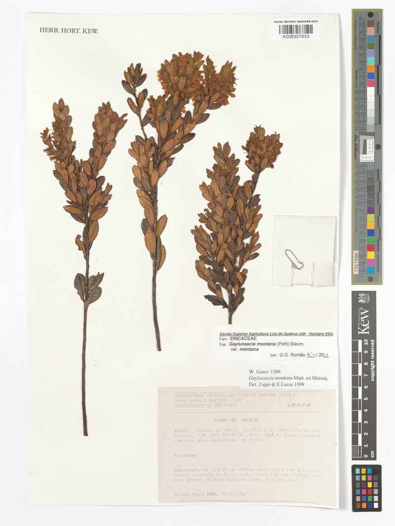 Gaylussacia montana var. montana photo 3